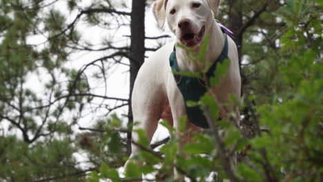 A white dog stands up on a hill in woods, before turning around suddenly and looking towards camera