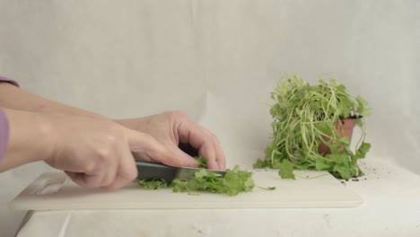 hands cutting fresh coriander herb in kitchen with knife wide shot