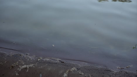 closeup of a river shoreline