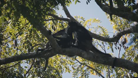 Dos-Monos-Araña-Sentados-En-La-Parte-Superior-De-Una-Rama-De-árbol---Tiro-De-Mano