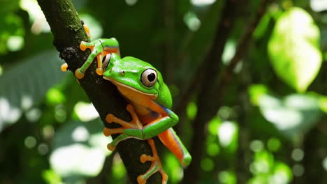 vibrant green and orange tree frog on a branch