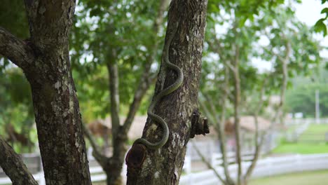 tiro medio de mano que se inclina hacia arriba para seguir a una pequeña serpiente que trepa por un árbol