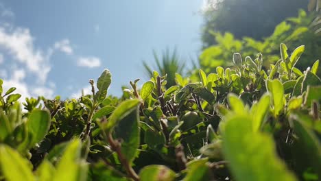 Hermosas-Hojas-Verdes-Y-Saludables-De-Un-Seto-De-Jardín-Con-Rayos-De-Sol-Y-Un-Macro-De-Enfoque-Cercano-Deslizado-Hacia-La-Derecha,-Escena-Natural-Serena-Y-Tranquila