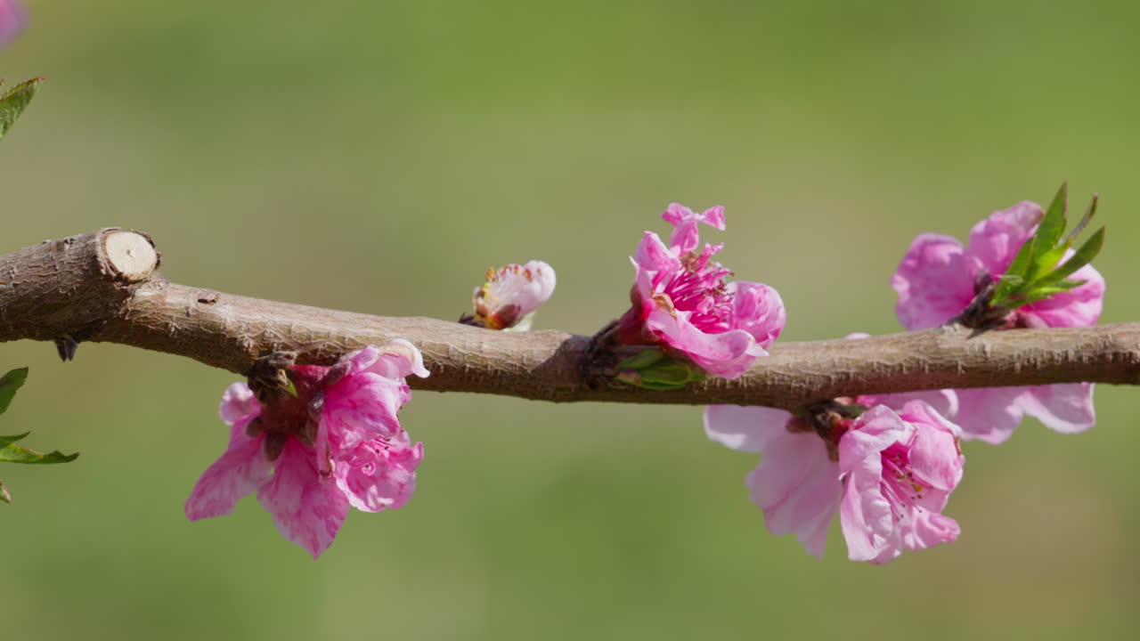 Close up view of cherry blossoms fluttering in bright light with calm breeze panning right macro shot