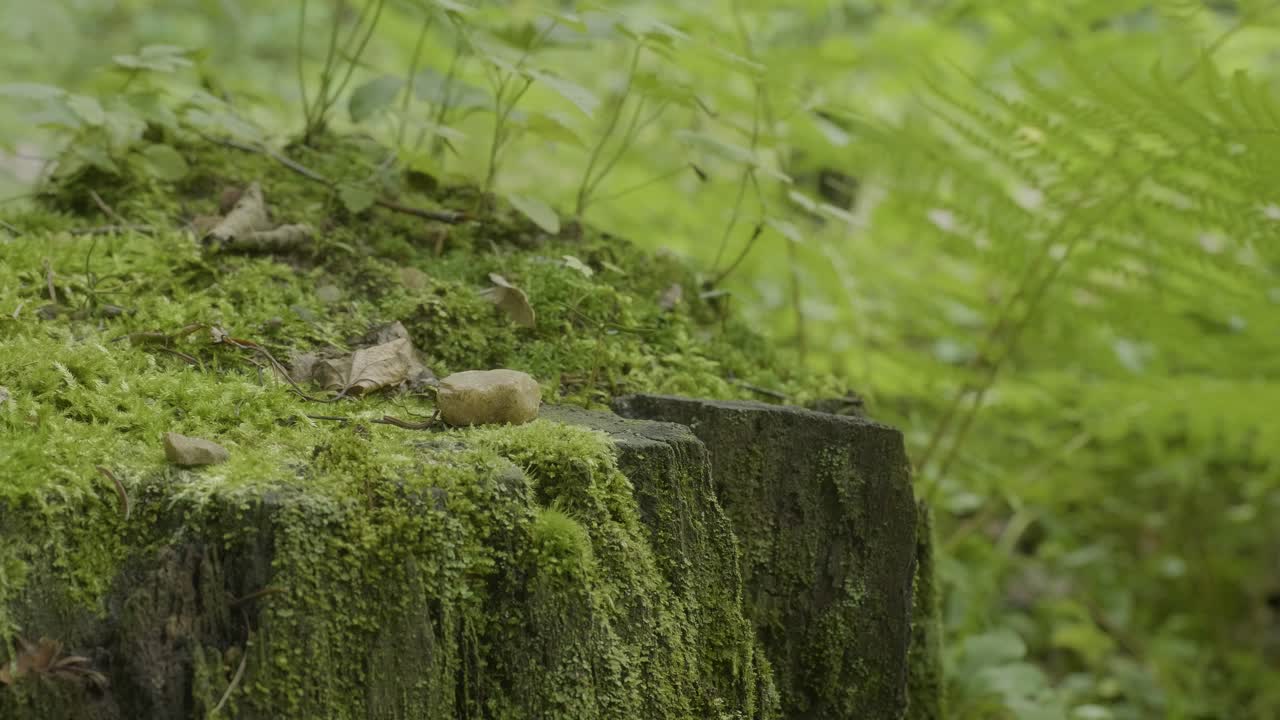 primer plano de un tronco de árbol cubierto de musgo en un bosque
