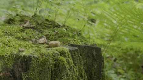 closeup of moss-covered tree stump in a forest