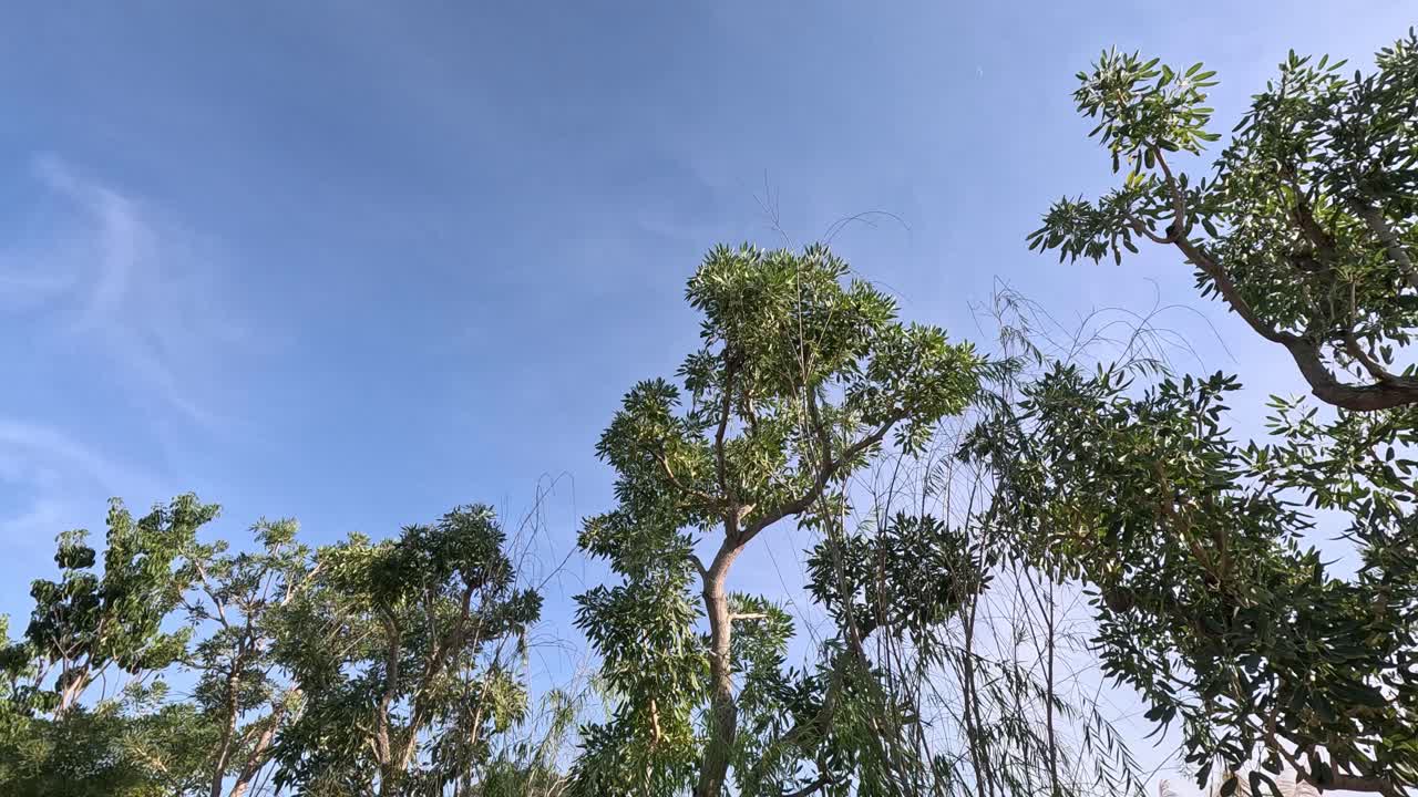Treetops swaying under a clear blue sky