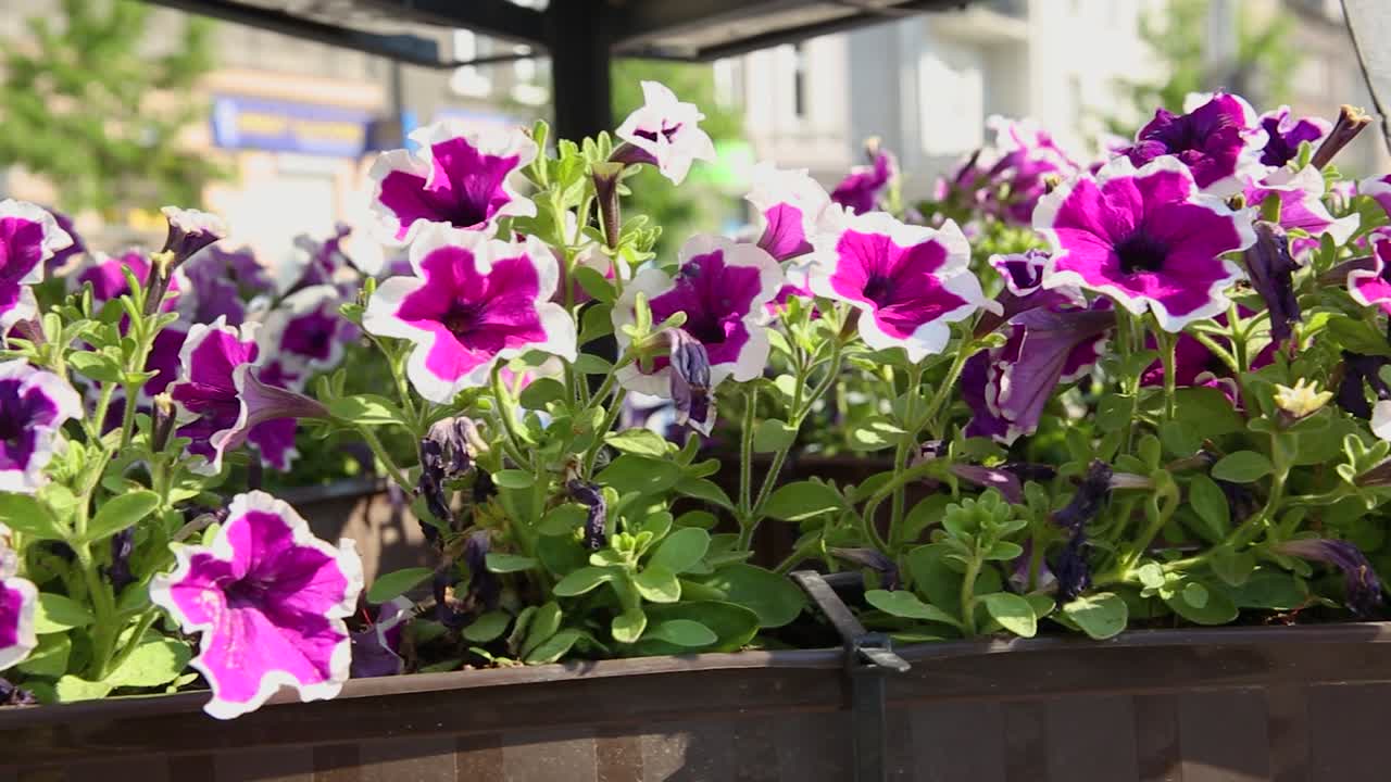 maceta de petunia morada que decora el espacio público urbano de cerca