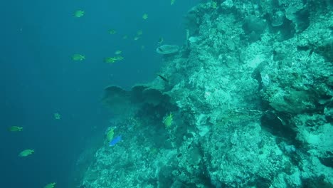 Tropical-Fish-On-Coral-Reef-Moalboal-Philippines