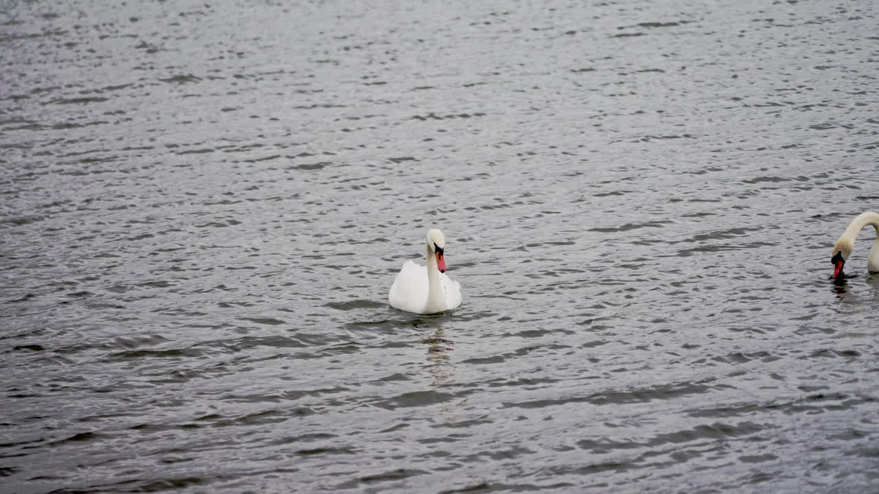 Slow motion shot of adult swans feeding with heads underwater then popping their heads up