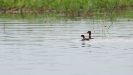 little grebe, tachybaptus ruficollis, thailand; the young grebe on the left side swimming along with its mother then she dives into the water to find some food.