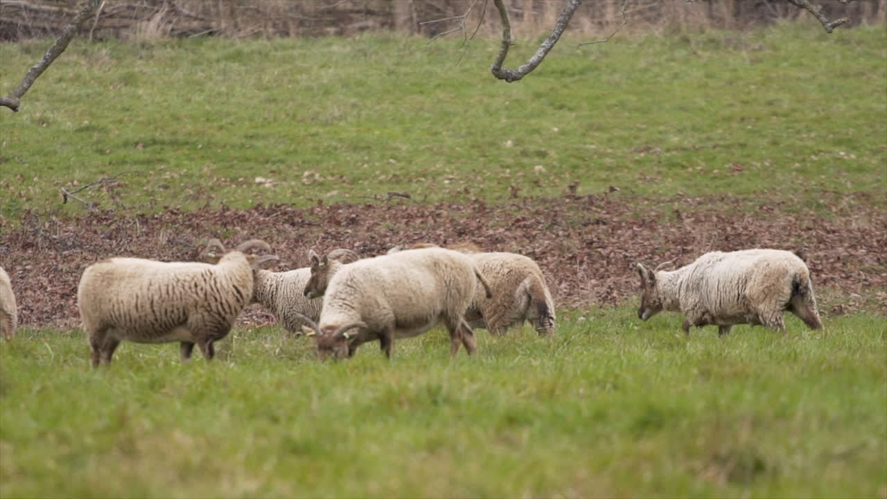he oído hablar de castlemilk moorit ovejas caminar a través de un prado rural en inglaterra