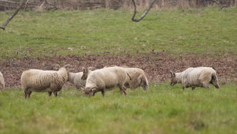 He-Oído-Hablar-De-Castlemilk-Moorit-Ovejas-Caminar-A-Través-De-Un-Prado-Rural-En-Inglaterra