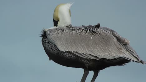 Pájaros-Grandes-24