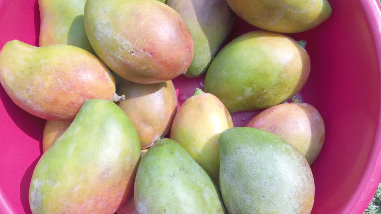 Pan shot of mangoes in a pink bucket during the day, outdoor