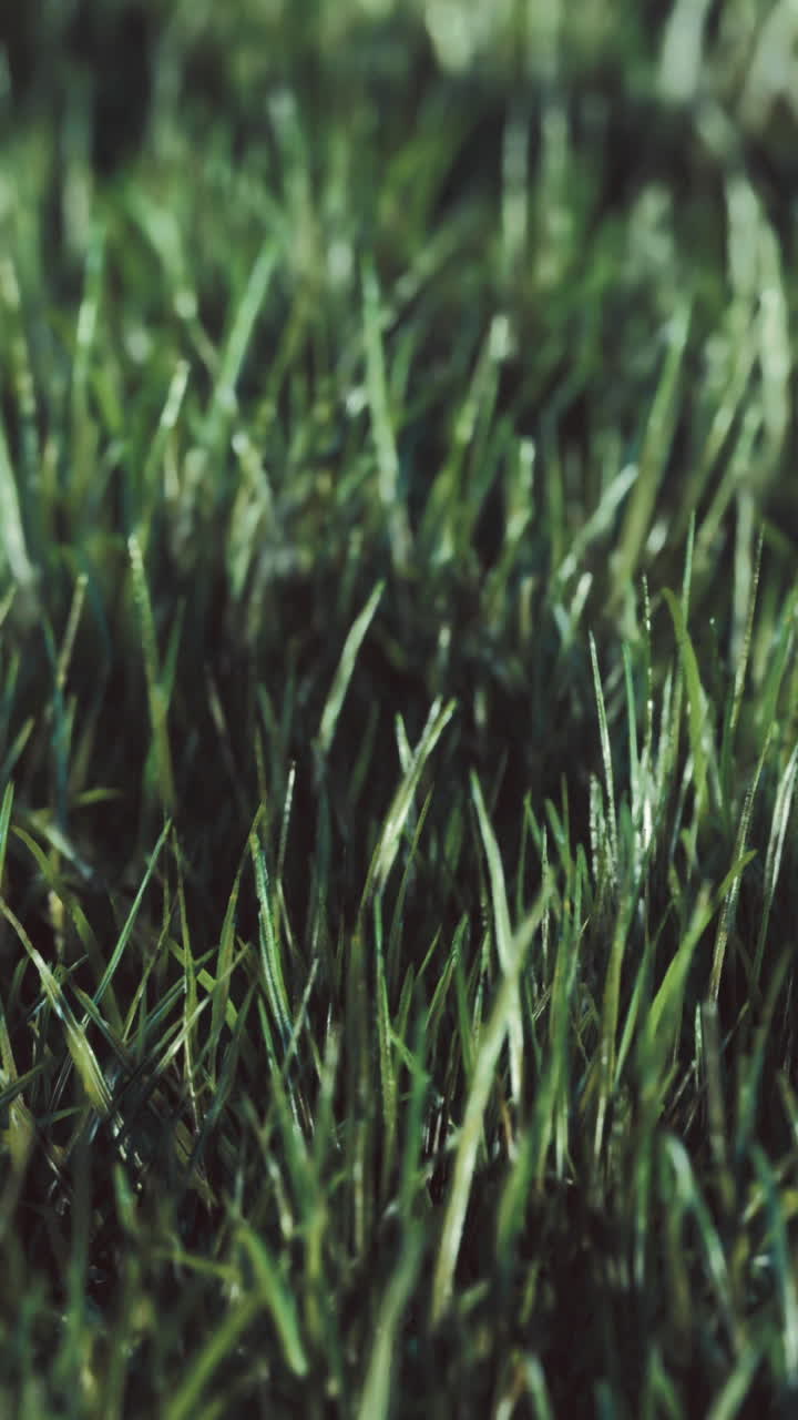 L'erba verde e fresca ricopre il terreno in un ambiente naturale e tranquillo