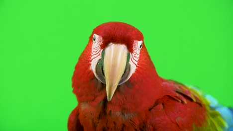 close-up red macaw parrot looking at camera, head shot on green screen background