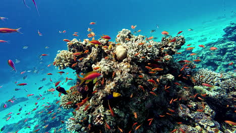 Peces-Marinos-Tropicales-Submarinos,-Arrecifes-De-Coral-Marinos.