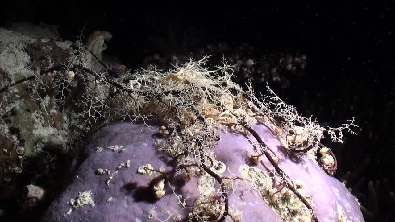 inso-pacific의 산호초에서 밤 동안 라일락 스폰지 표면 위로 거대한 바구니 별 이동 촉수