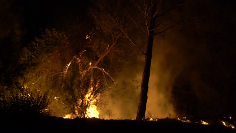 incendio forestal quema arbustos y árboles