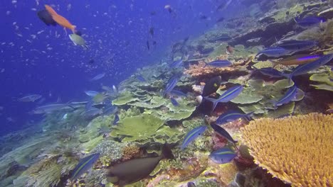 Video-De-Buceo-De-Corales-Y-Peces-De-Arrecife-En-Batubolong,-Parque-Nacional-De-Komodo,-Indonesia