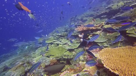 diving video of corals and reef fish at batu bolong, komodo national park, indonesia