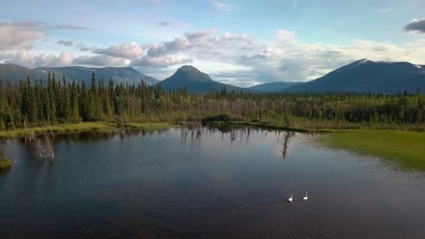 Impresionante-Vuelo-Panorámico-De-Yukón-De-Verano-Sobre-El-Lago-Mirror-Pond-Con-Dos-Cisnes-Blancos-Nadando-Por-Un-Bosque-De-árboles-Siempre-Verdes-Hacia-El-Majestuoso-Monte-Ingram,-Valle-De-Ibex,-Canadá,-Enfoque-Aéreo-Superior