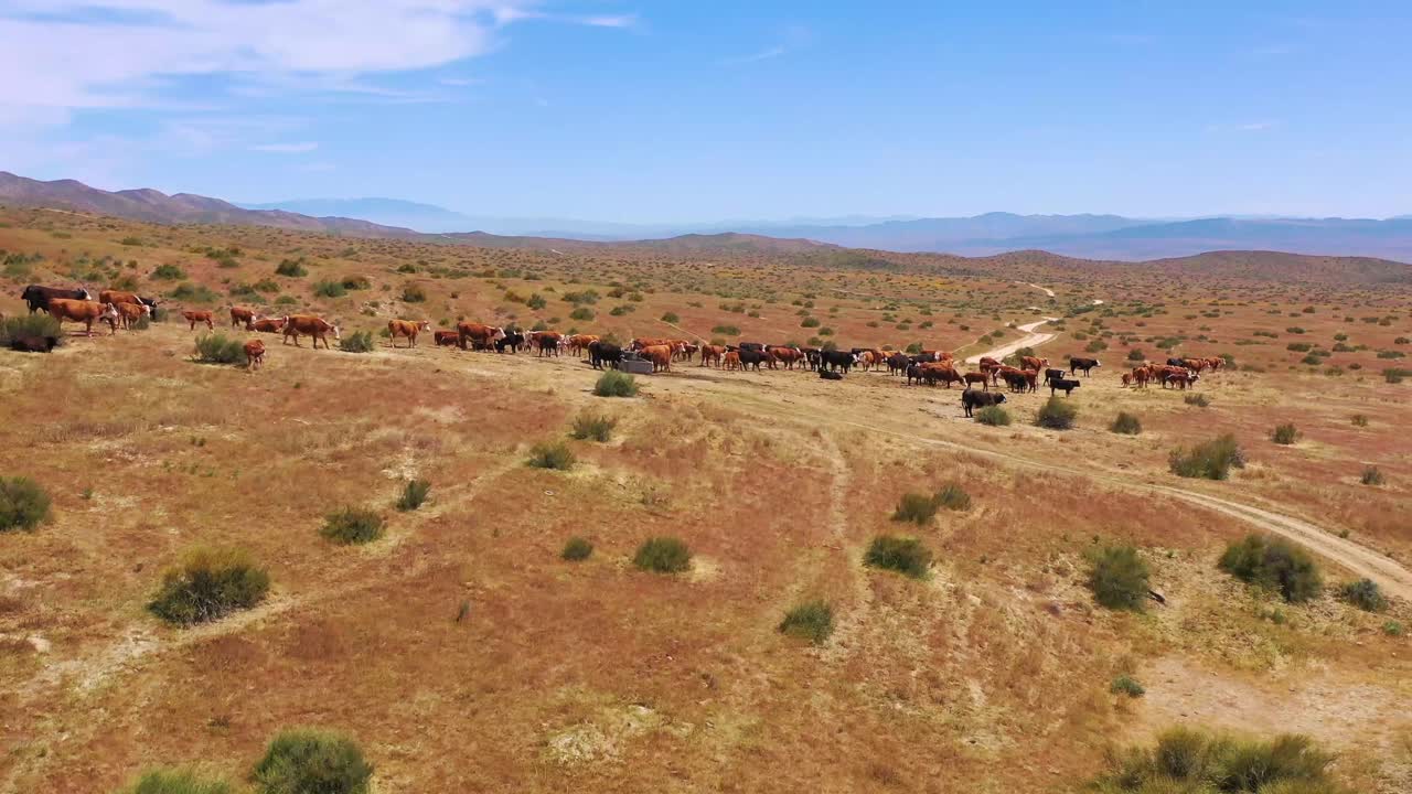 bonita antena sobre el ganado y las vacas que pastan en la región ganadera del desierto de carrizo plain california 2
