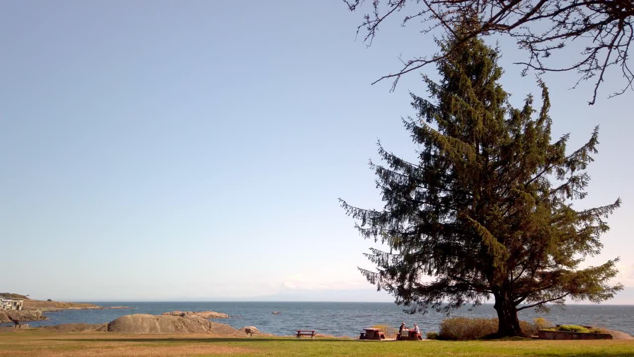 Two lovers have a lunch in a park under a huge beautiful tree during summer in Canada.Victoria BC