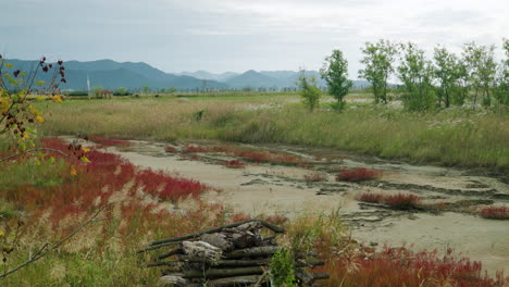 swamp or marsh surrounded with tall wild grassland at wetlands of saemangeum environment ecological complex, south korea nature