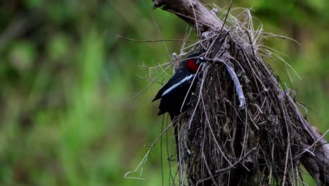 visto colgado en la boca de su nido hablando con sus bebés cómo el planeta ha sido arruinado por los humanos, pico ancho negro y rojo, cymbirhynchus macrorhynchos, parque nacional kaeng krachan, tailandia