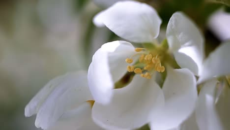 Macro-close-up-of-beautiful-white-blossoms-on-a-warm-spring-morning