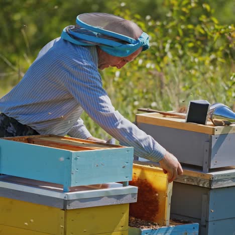 apiarist looks after bees. beekeeper working near wooden beehives on nature background. bee-garden in summer.