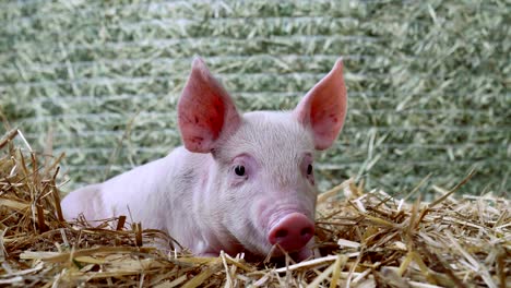 a piglet newborn standing on a straw in the farm. concept of biological , animal health , friendship , love of nature . vegan and vegetarian style . respect for animals.