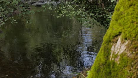 mossy tree on foreground, blue sky with clear reflection from the river water