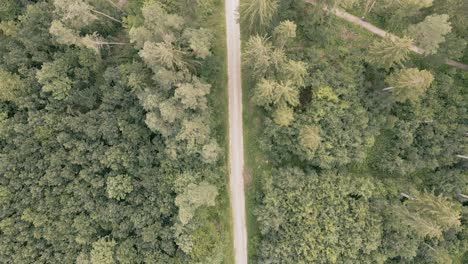 vista de arriba hacia abajo de una ruta de senderismo por el bosque