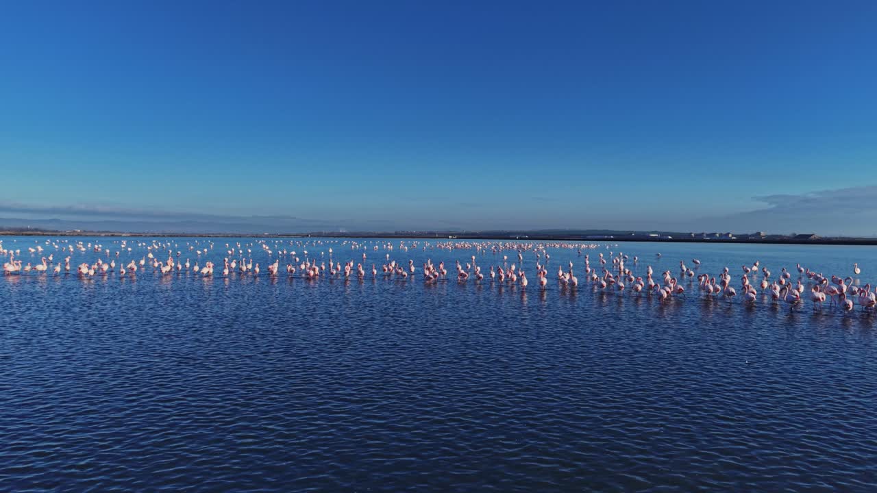 Many flamingos standing in water in a natural habitat under blue sky