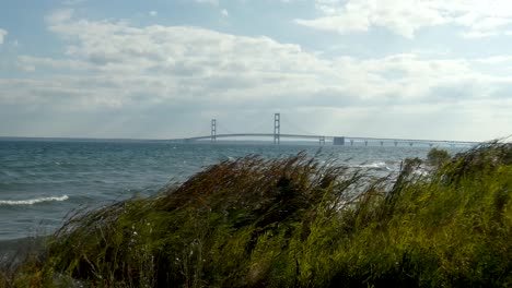tall grasses dance in the wind with expansive bridge in background.