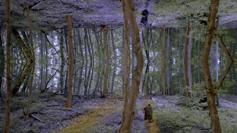 parca corriendo en un bosque atormentado con un reflejo al revés