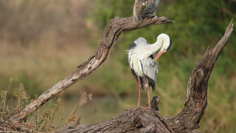 grey heron grooming its plumage while perching on tree bark