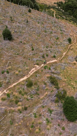 vertical drone shot following a mountain bike, riding downhill in cragieburn, nz