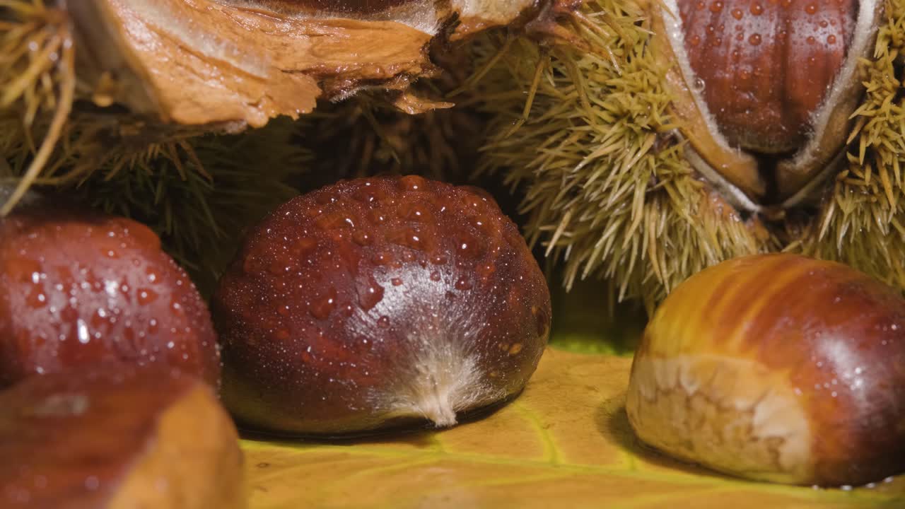 Blurry hedgehogs foreground, Fresh raw Chestnut fruit in display on yellow leaves