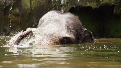 vista de cerca del elefante de sumatra sumergido en un río de agua dulce