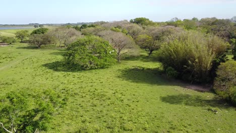 Wetlands-of-northeast-Argentina-shooted-with-drone