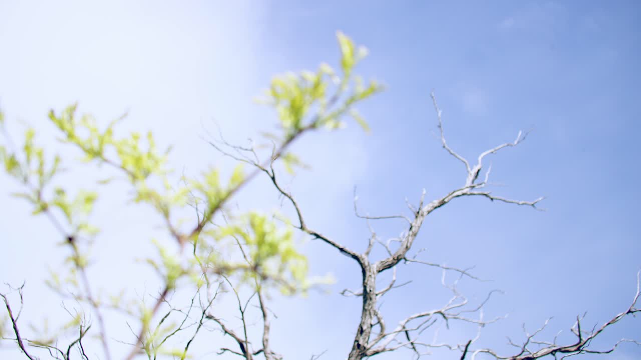 높은 초록색 가지는 빛에 번성하고 그 뒤에는 어지고 죽어가는 오크 나무가 있습니다.