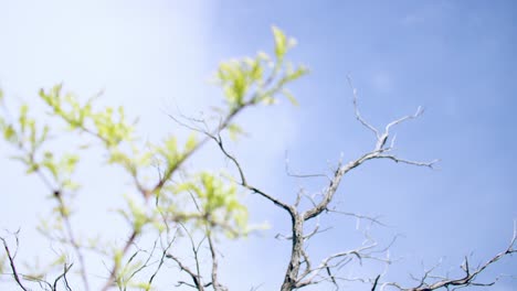 Tall-green-branch-is-thriving-in-the-sunlight-with-a-shriveling-and-dying-oak-tree-behind-it