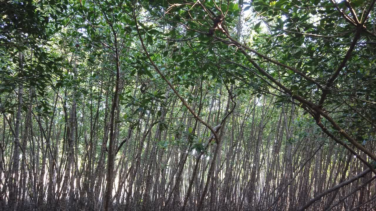 인도네시아 발리 의 망그로브 숲 의 파노라마