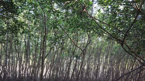 Vista-Panorámica-De-Un-Bosque-De-Manglares-En-Bali,-Indonesia