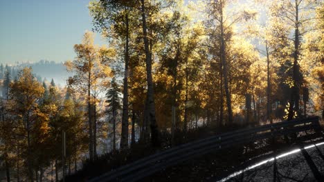 Road-in-the-Forest-and-the-Sun-Shining