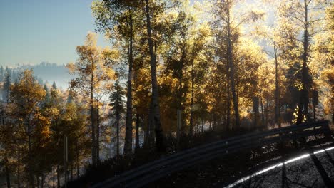 road in the forest and the sun shining